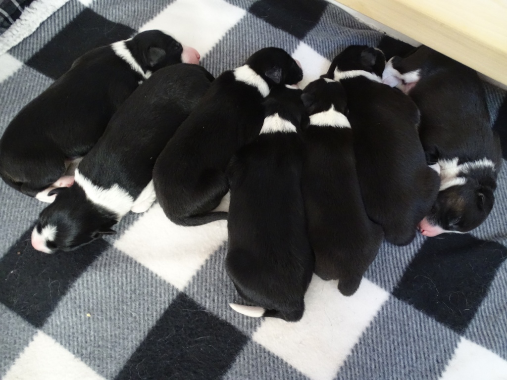sleeping border collie pups